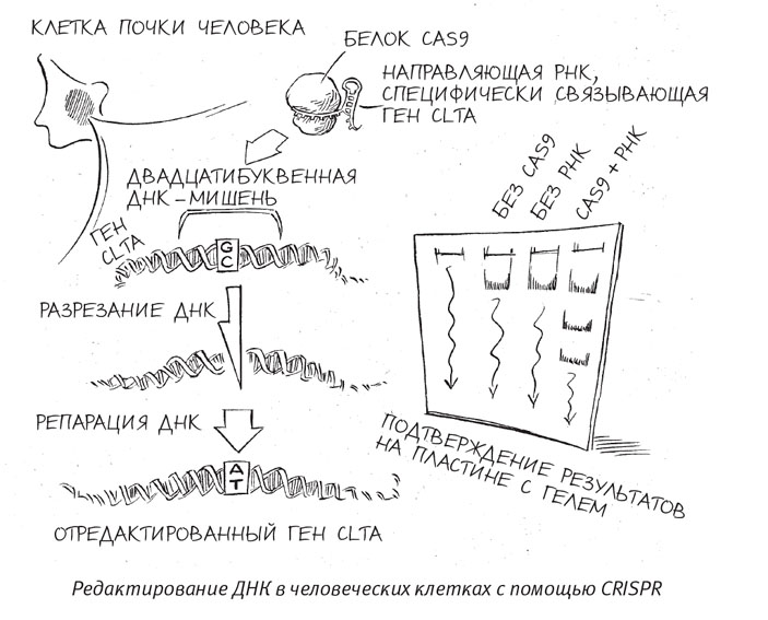 Рисунок из книги «Трещина в мироздании» (biomolecula.ru)