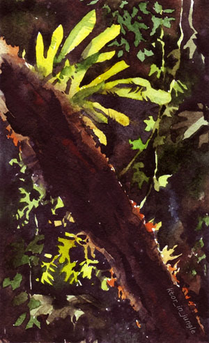 Папоротник Asplenium nidum («Троицкий вариант» № 8, 2020)