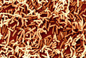 Кишечная палочка E. coli