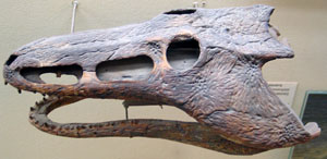 Реконструкция черепа крокодилоподобного хрониозуха Chroniosuchus licharevi. Фото Антона Ульяхина