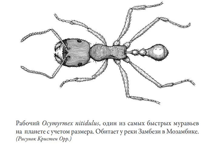 Книга иллюстрирована черно-белыми рисунками и фотографиями, которые выполняют декоративную функцию