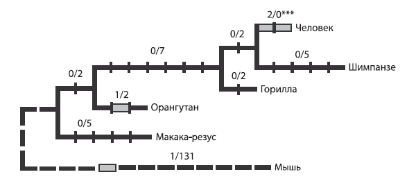 Рис.5.1. Эволюция гена FOXP2. Цифра до знака дроби обозначает количество значимых нуклеотидных замен, после знака дроби — число незначимых («синонимичных»), то есть не приводящих к синтезу другой аминокислоты замен