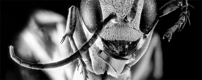 Дорожная оса («Горький») 