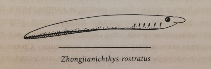 Zhongjianichthys_rostratus. Иллюстрация из книги «Палеонтология антрополога»