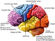 II Международная конференция по когнитивной науке
