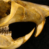 Череп песчанки Meriones persicus