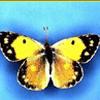 Варианты окраски шафранной желтушки (Colias crocea).