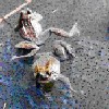 Самки южных популяций остромордой лягушки начинают размножаться раньше, имеют более высокую плодовитость, но более мелкую икру. 