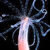 Актиния <i>Nematostella vectensis</i>
