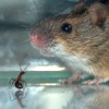 Пространственно-этологические аспекты взаимодействия мелких млекопитающих с рыжими лесными муравьями