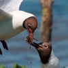 Уменьшение разнообразия индивидуальных программ заселения колонии у озерных чаек (<I>Larus ridibundus</I>) ведет к снижению репродуктивного успеха