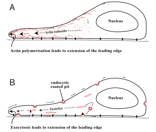 Рис. 1. Модели механизма клеточной миграции: A) модель цитоскелета и B) мембранного потока