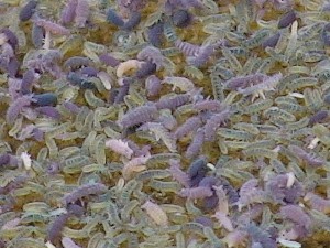 Почвенные животные часто образуют скопления. На снимке: коллемболы Ceratophysella, Hypogastrura и  Proisotoma