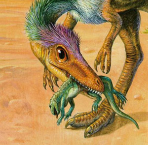 Sinosauropteryx – древнейший оперенный динозавр, его пуховые перья на голове представляли собой разветвленные на конце трубочки. Это начальная стадия эволюции пера. На следующей стадии  появилось симметричное перо с цельным опахалом. Оно возникло либо за счет упорядочивания роста бородок, либо за счет появления бородочек. У Oрнитомимусов, Therizinosaurus реконструирован именно этот вид  перьев. Дальше в ходе эволюции совершенствуются бородочки, в результате опахало становится плотным, асимметричным.  Палеонтологи причисляют Caudipteryx к носителям этого вида перьев.  Заключительная диверсификация перьев привела к появлению к формированию перьев с дополнительными перышками. Фото с сайта animals.timduru.org/view/dino&startitem=31
