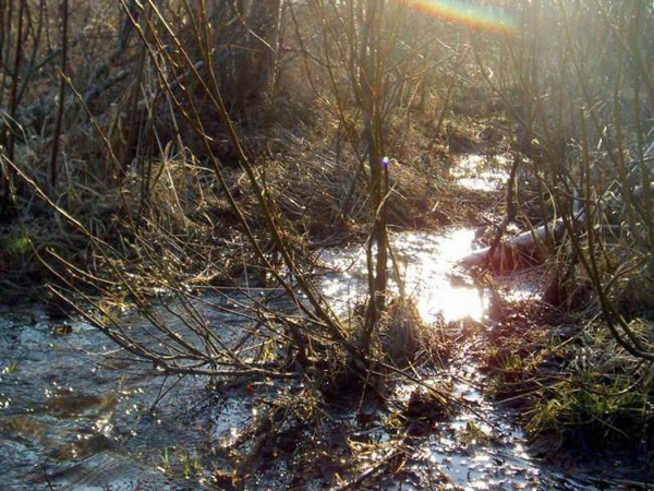 Речные и ручьевые ландшафты бесчисленны и индивидуальны, каждый их них восхитителен, и каждый облюбовали пресноводные насекомые, ракообразные и моллюски.