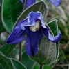 Особенности фенологии и температурных норм развития двух видов <I>Clematis</I> L. (Ranunculaceae) в условиях заповедника «Галичья гора» (Липецкая область)