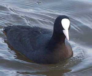 Лысуха (Fulica atra)