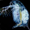 Роль хеморецепции в формировании устойчивой популяции <I>Daphnia longispina</I> (модельные эксперименты)