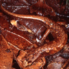 Desmognathus wrighti – безлегочная саламандра