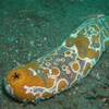 Голотурия Bohadschia argus
