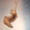 Морфология личинок мух-береговушек <i>Ephydra riparia</i> и <i>Paracoenia fumosa</i> (Diptera: Ephydridae) и адаптация двукрылых к повышенной солености