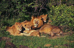 Прайд львов (<i>Panthera leo</i>)