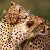 Гепарды (<i>Acinonyx jubatus</i>)