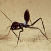 Муравей-фаэтончик Cataglyphis pallida