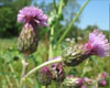 Бодяк полевой (Cirsium arvense). Фото с сайта www.ecosystema.ru