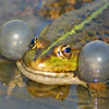 Самец озерной лягушки с раздутыми резонаторами. C сайта http://herpeto-volga.ru/index.php?option=com_content&view=article&id=58&Itemid=60.