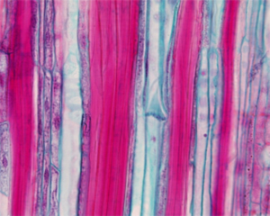 Флоэма липы.