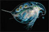 Ветвистоусый рачок Daphnia longispina – массовый представитель зоопланктона озер и луж умеренной зоны. На фотографии видны зреющие яйца в выводковой камере