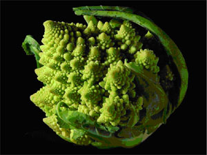 Фракталы выглядят завораживающе – в этом их несомненное сходство с живыми объектами 