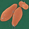 <i>Clostridium botulinum</i> – возбудитель ботулизма. Клетки в форме бутылок содержат внутри эндоспоры. По мнению Г. Г. Гончикова, процесс формирования эндоспор был важной предпосылкой появления клеточного ядра у предков эукариот.