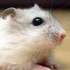 Джунгарский хомячок перламутровой окраски
