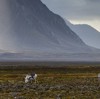 Влияние местных антропогенных факторов на почвенную эмиссию биогенных парниковых газов в криогенных экосистемах