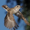 Мухоловка-пеструшка (Ficedula hypoleuca)
