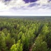 Бюджет углерода в экосистемах среднетаежных коренных ельников