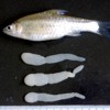 Отражает ли низкая стабильность развития у крупных усачей (<i>Barbus intermedius</i> complex sensu Banister) (Pisces, Cyprinidae) из озера Тана (Эфиопия) повышенную восприимчивость к заражению Ligula intestinalis?