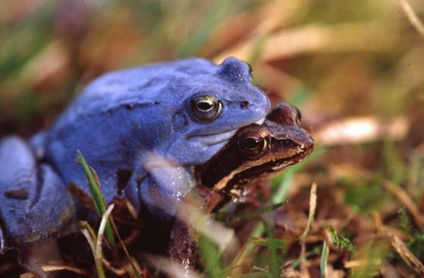 <i>Rana arvalis</i>. 