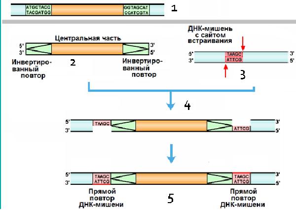 Рис. 3. Механизм транспозиции. 1 - МГЭ с центральной частью и инвертированными повторам; 2 – вырезанный транспозазой МГЭ; 3 – ступенчатый разрывы в сайте встраивания ДНК-мишени с образованием «липких концов», осуществляемые транспозазой; 4 – вшивание МГЭ в молекулу ДНК-мишени; 5 – достраивание прямых повторов ДНК-полимеразой и ДНК-лигазой. Рисунок из лекций Зинченко В. В. по молекулярной генетики. 