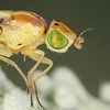 Закономерности изменения формы постгонитов у мух рода <I>Meromyza</I>  (Diptera, Chloropidae)