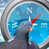 Птицы имеют собственную «GPS» для навигации, часть которой использует геомагнитное поле Земли. Изображение jprole & Acuzio с сайта www.decodedscience.com