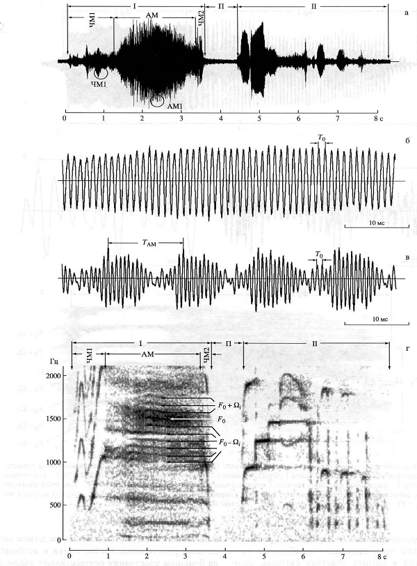 Рис. 3. Брачный крик самца марала. Пример фрагментарной AM: а&nbsp;— осциллограмма сигнала; б, в&nbsp;— осциллограммы фрагментов сигнала; г - сонограмма сигнала. I&nbsp;— первая строфа. П&nbsp;— пауза. II&nbsp;— вторая строфа. ЧМ1, ЧМ2 частотно-модулированные компоненты первой строфы сигнала. AM&nbsp;— амплитудно-модулированный компонент сигнала. <i>F<sub>0</sub></i> + <i>Ω<sub>i</sub></i>&nbsp;— верхние боковые частоты. <i>F<sub>0</sub></i>&nbsp;— <i>Ω<sub>i</sub></i>&nbsp;— нижние боковые частоты. <i>F<sub>0</sub></i>&nbsp;— несущая частота. <i>T<sub>0</sub></i>&nbsp;— период несущей частоты. <i>T<sub>AM</sub></i>&nbsp;— период частоты модулирующего колебания. Рисунок из обсуждаемой статьи