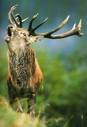 Марал (<i>Cervus elaphus sibiricus</i>).  Фото с сайта http://animal.memozee.com/