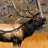 Марал (<i>Cervus elaphus sibiricus</i>).  Фото с сайта http://animal.memozee.com/