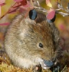 Красная полевка (<i>Myodes rutilus</i>)