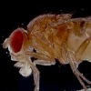 Плодовая муха <i>Drosophila melanogaster</i>, откладывающая яйцо