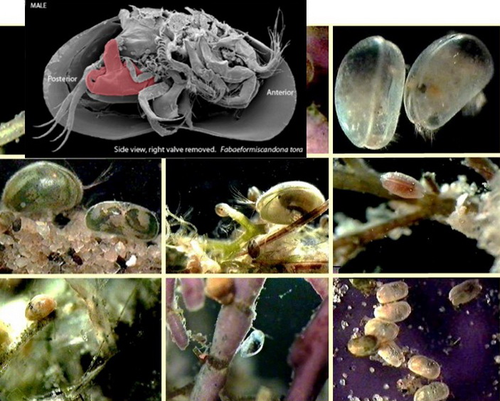 Жалаңаш Моксидің суреттері