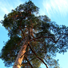 Сосна обыкновенная (<i>Pinus sylvestris</i>)
